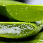 Close-up of fresh aloe vera slices with visible gel.