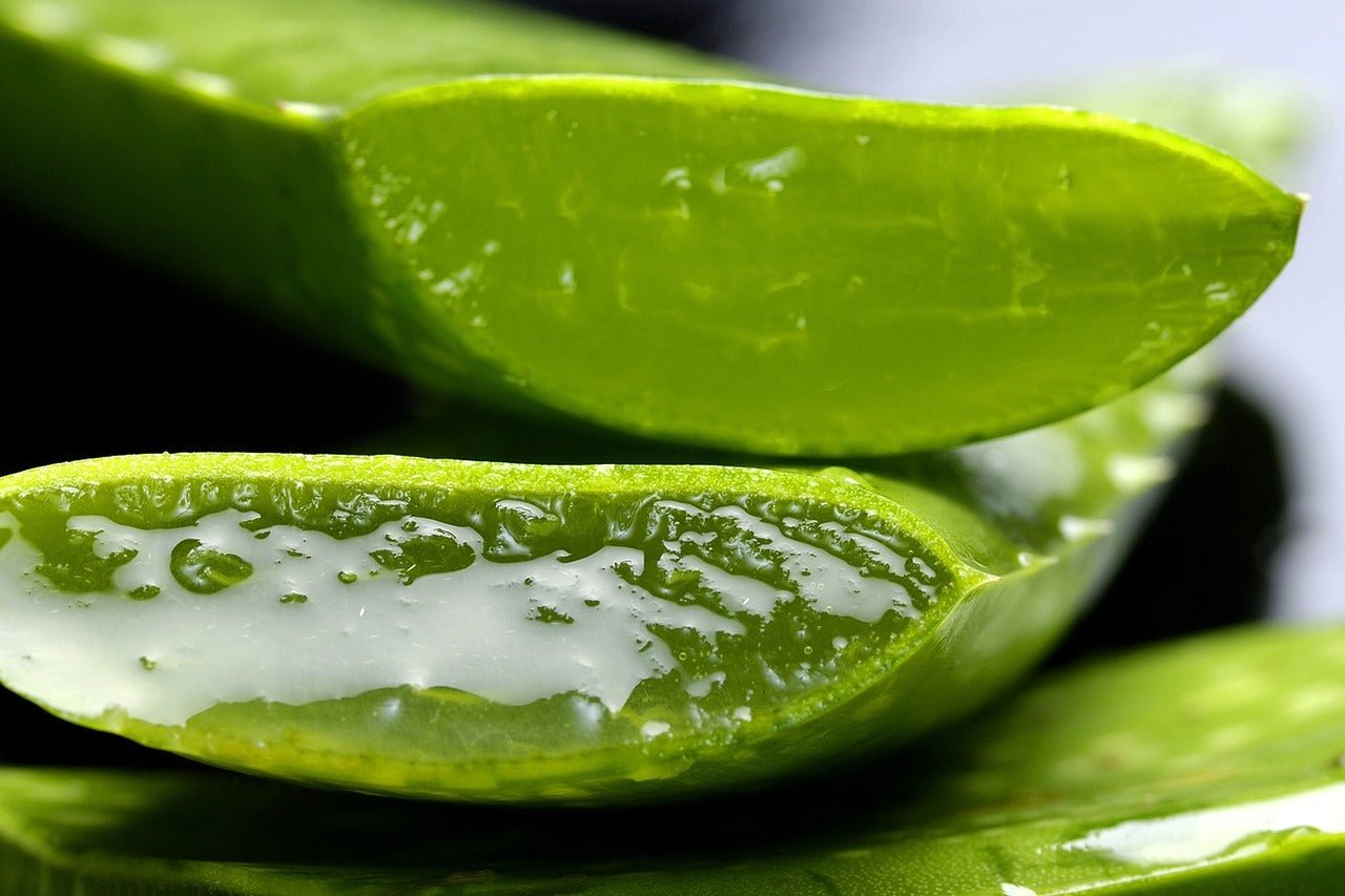 Close-up of fresh aloe vera slices with visible gel.