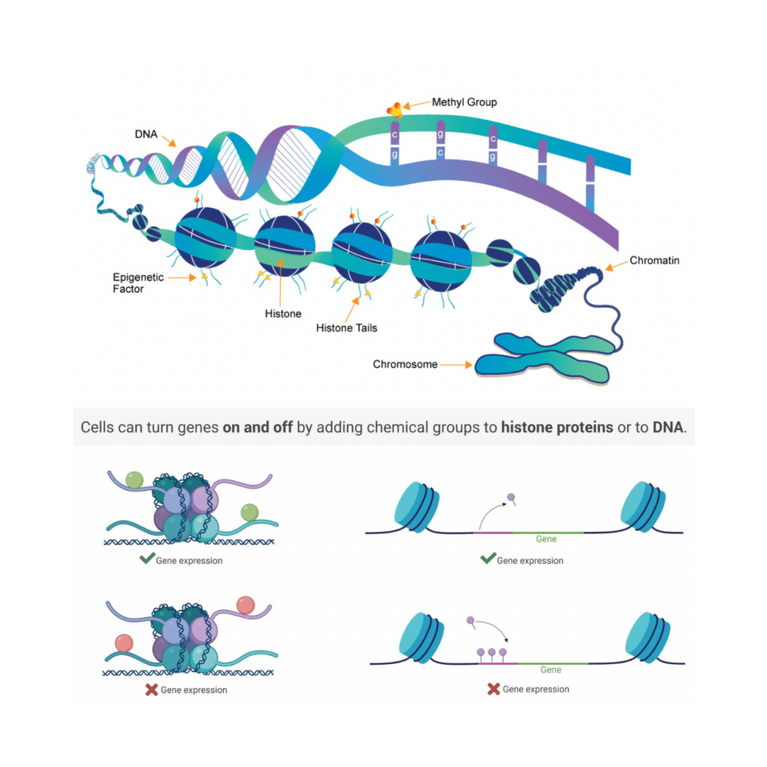 DNA with the genetic expressions on the page.