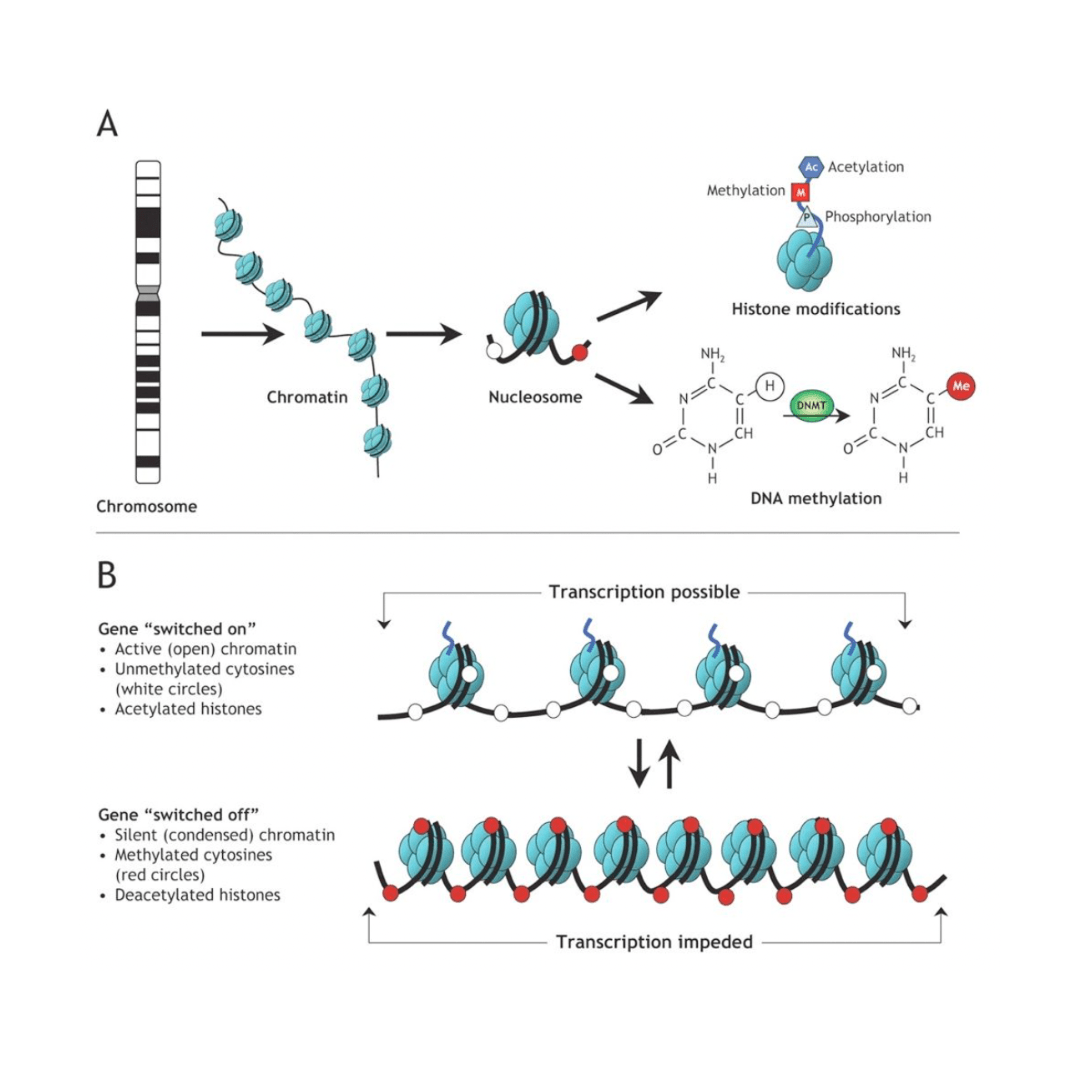 DNA with the further genetic expressions on the page.