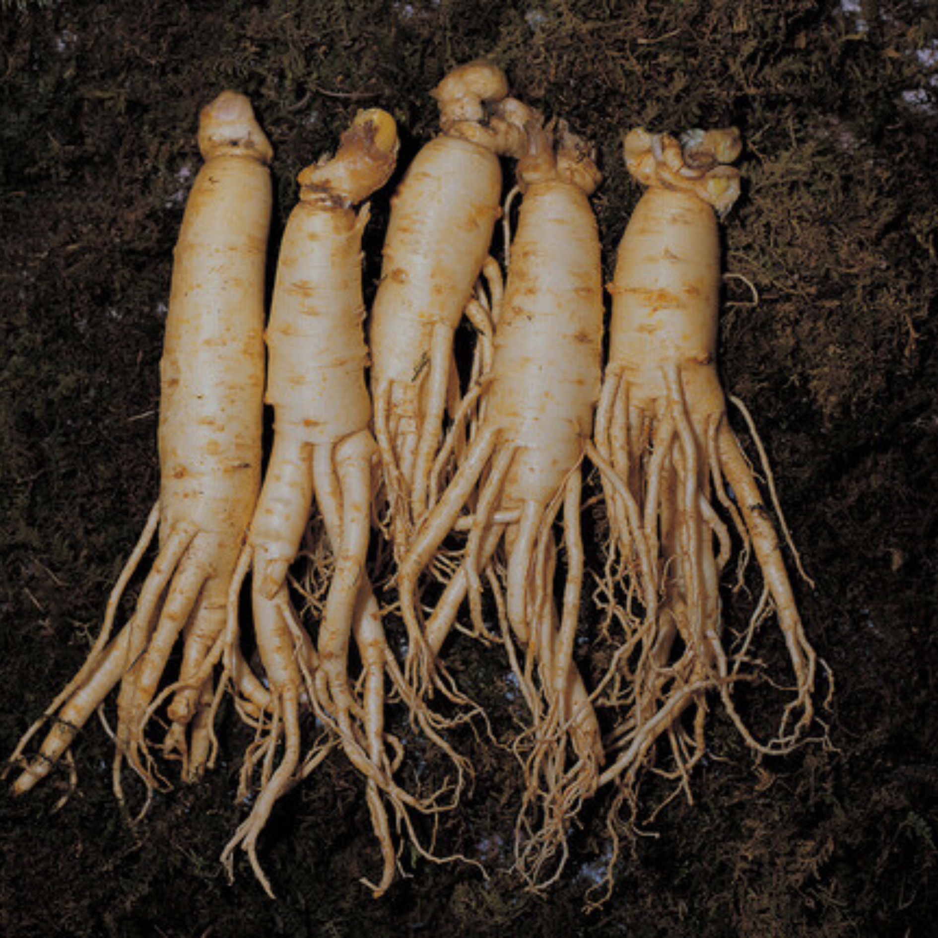 Astralagus root on a dark brown soil.