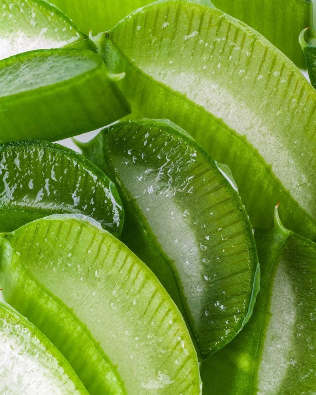 Close-up of an aloe vera plant, featuring its thick, spiky leaves, commonly used for medicinal and beauty purposes.