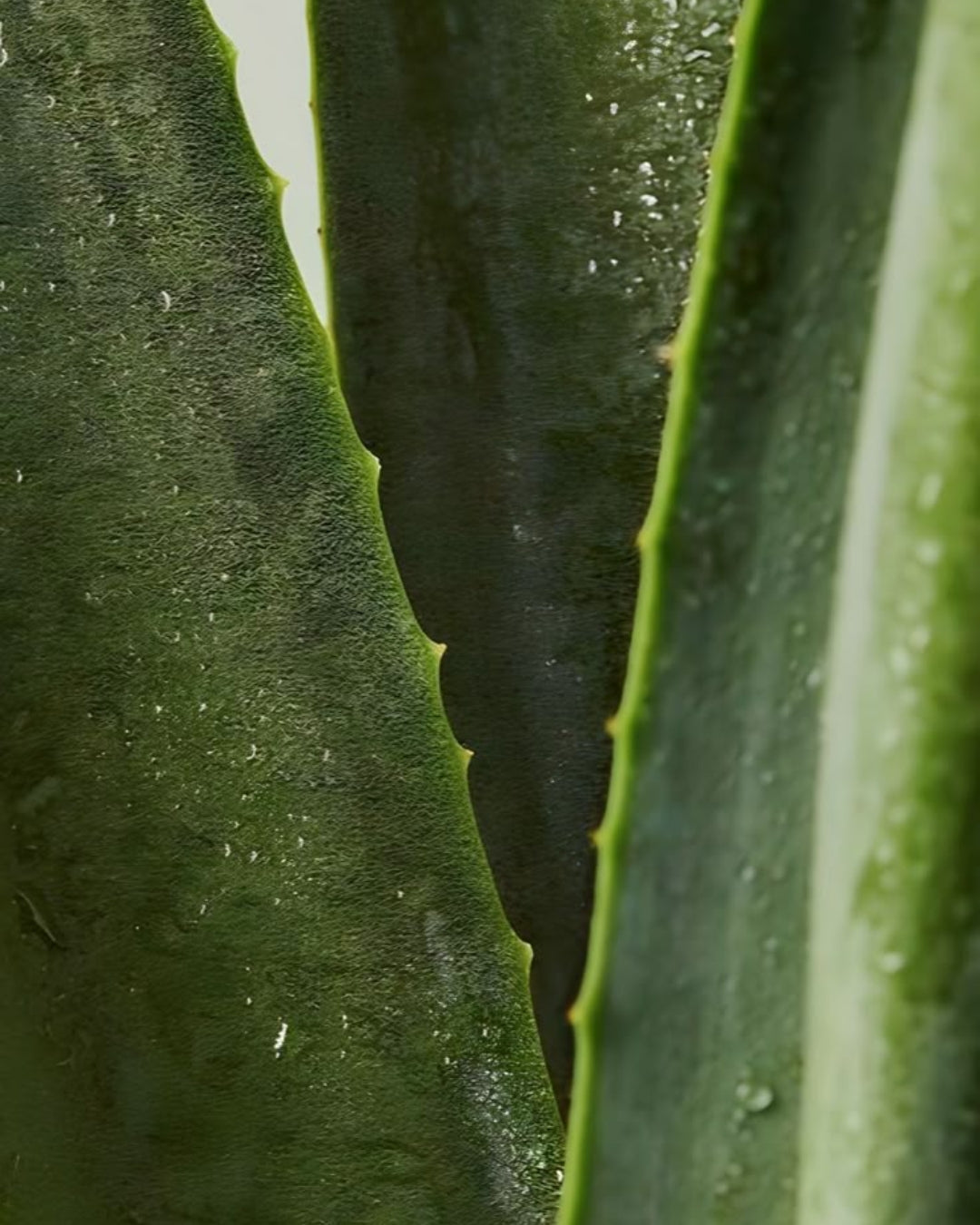 Detailed view of an aloe vera plant showcasing vibrant green leaves adorned with fresh water droplets.