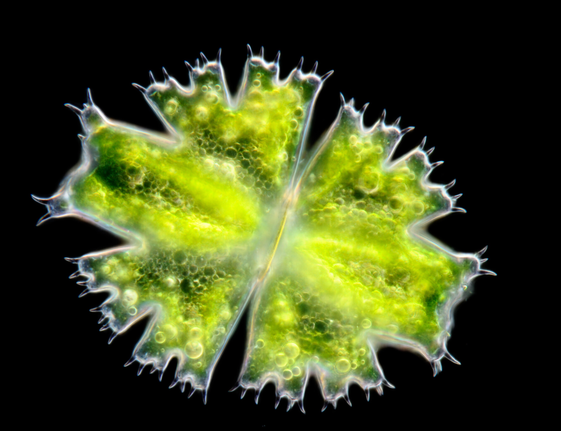 Microscopic view of a green microorganism featuring a white center, highlighting its unique structure and texture.