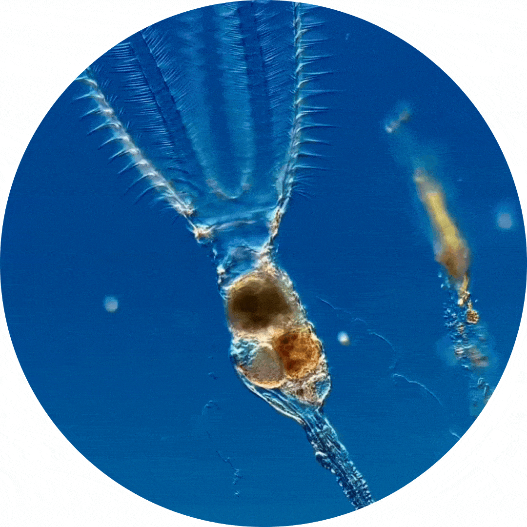 Microscopic image of a rotifer, showing its transparent body structure with ciliated corona, against a blue background.