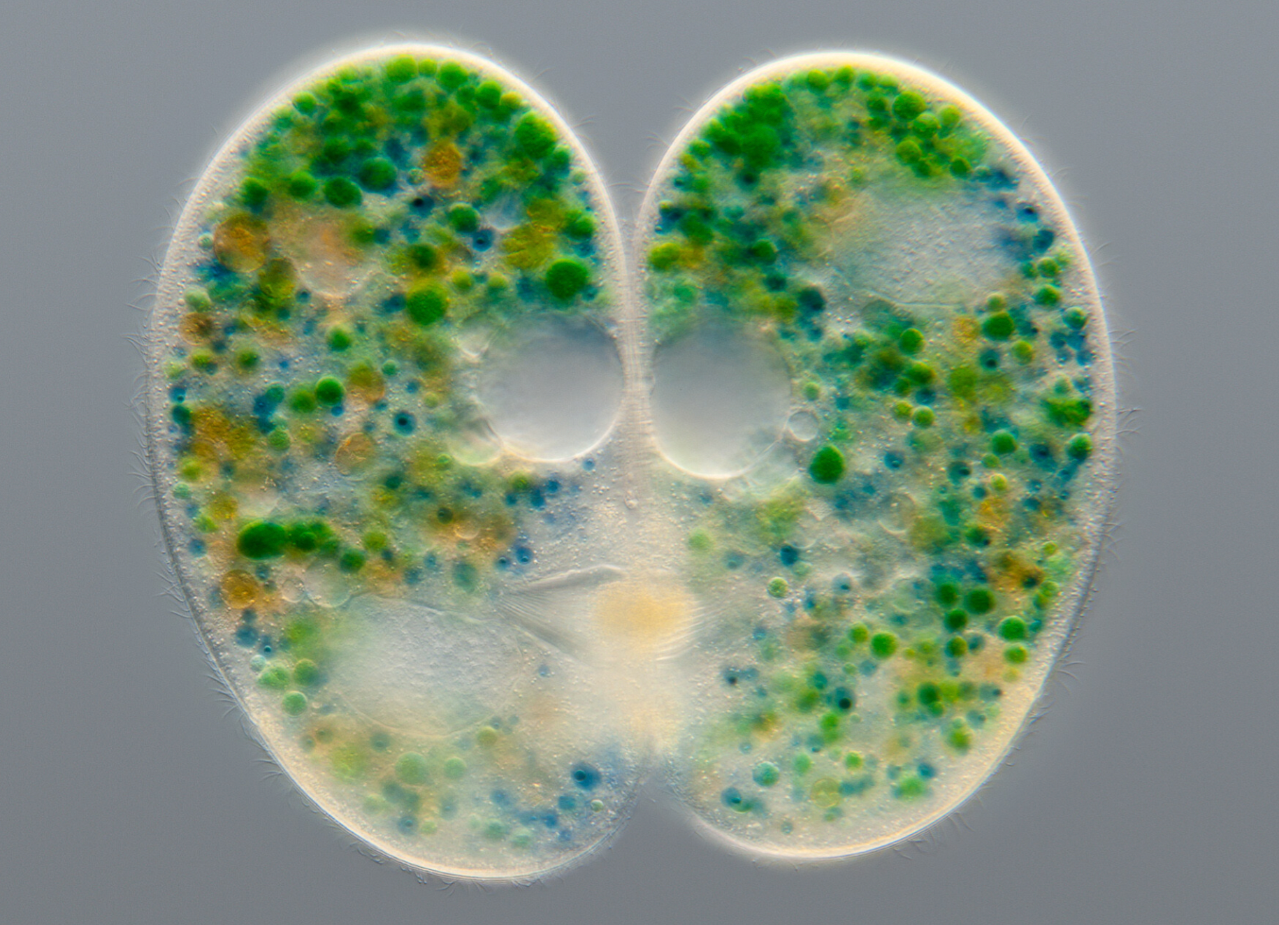 Close-up of green and blue Microorganisms with spots, showcasing microscopic microorganisms in detail.