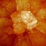 Image of a juicy orange slice, highlighting fresh citrus nutrition and vitality.