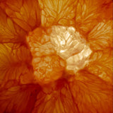 Image of a juicy orange slice, highlighting fresh citrus nutrition and vitality.