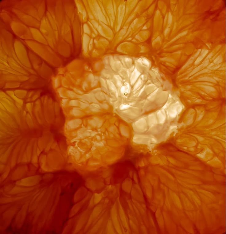 Image of a juicy orange slice, highlighting fresh citrus nutrition and vitality.