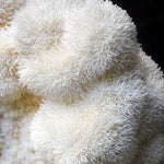 Close Up of a Lions Mane white mushroom.