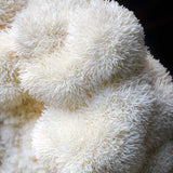 Close Up of a Lions Mane white mushroom.