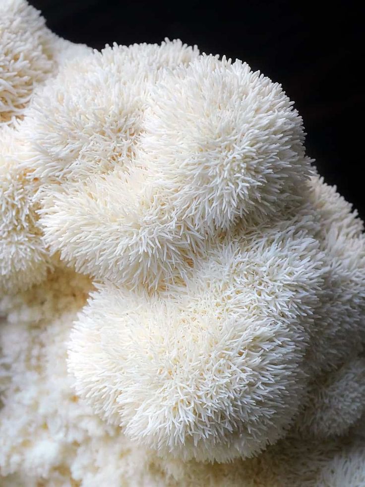 Close Up of a Lions Mane white mushroom.