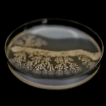 Petri dish showing a cultured probiotic bacterial colony.