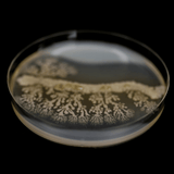 Petri dish showing a cultured probiotic bacterial colony.