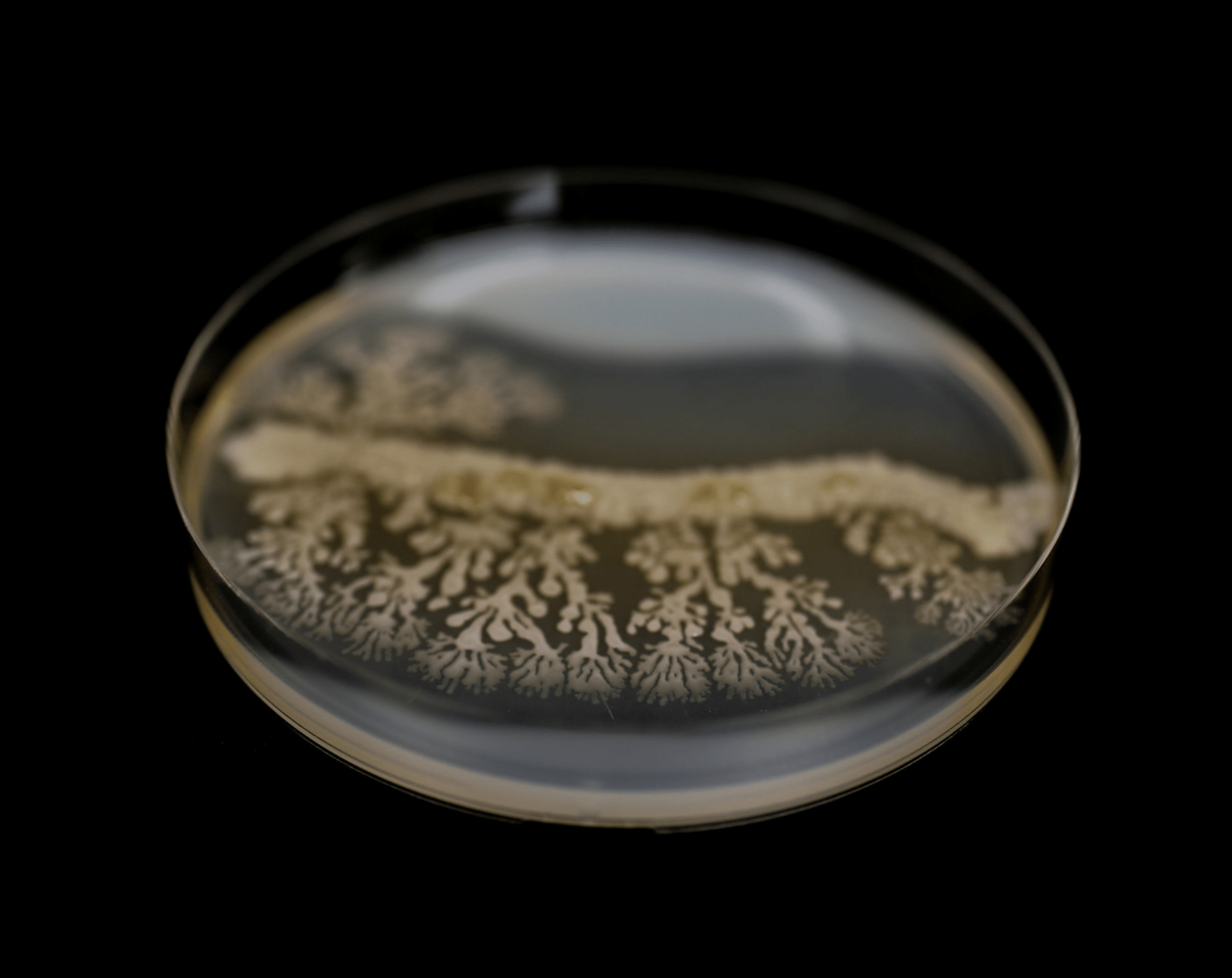 Petri dish showing a cultured probiotic bacterial colony.