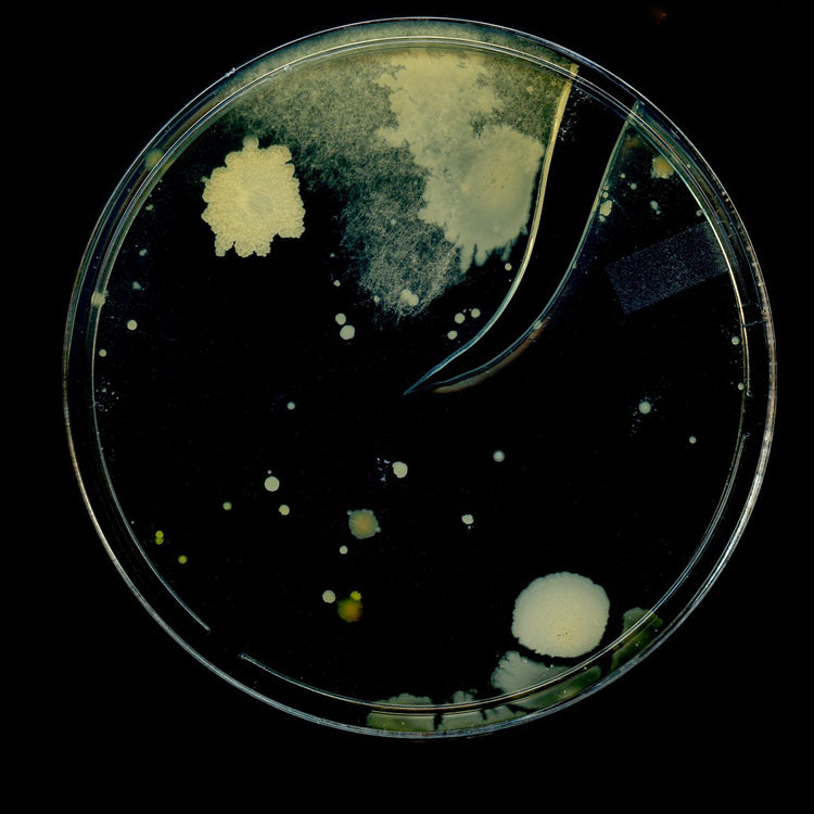 Microscopic view of microorganisms in a petri dish, set against a black background.