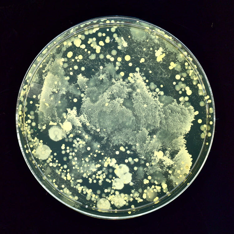 Microscopic view of a plate covered with a large number of bacteria, highlighting diverse microbial forms and structures.