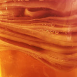 Close-up of a healthy kombucha SCOBY with visible fermentation bubbles.