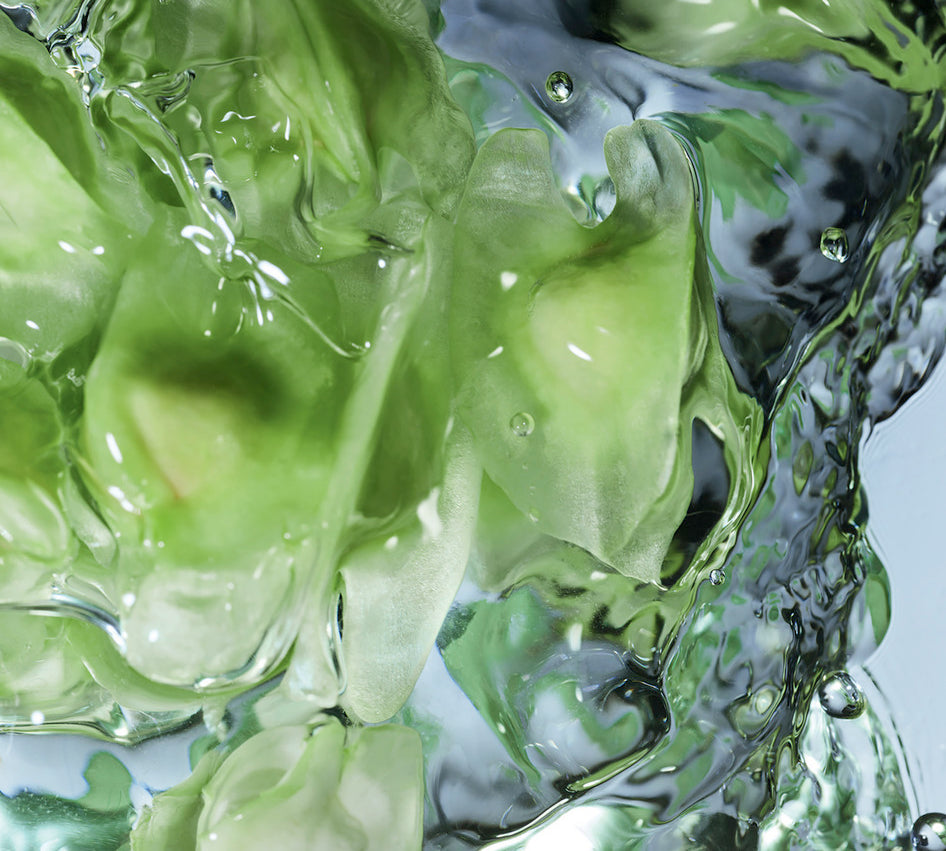 Close up of the moringa with water
