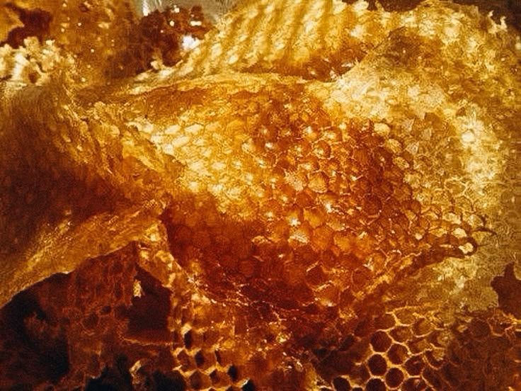 Hexagonal honeycomb cells coated with propolis inside a beehive