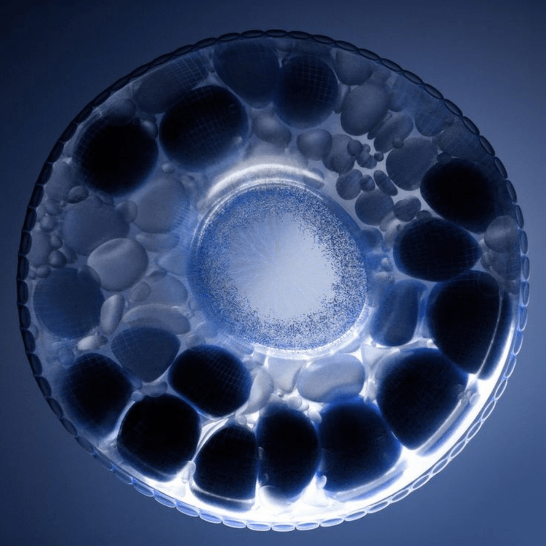 Beyond wrinkles: Stem Cell Regeneration With MyLongevitylife