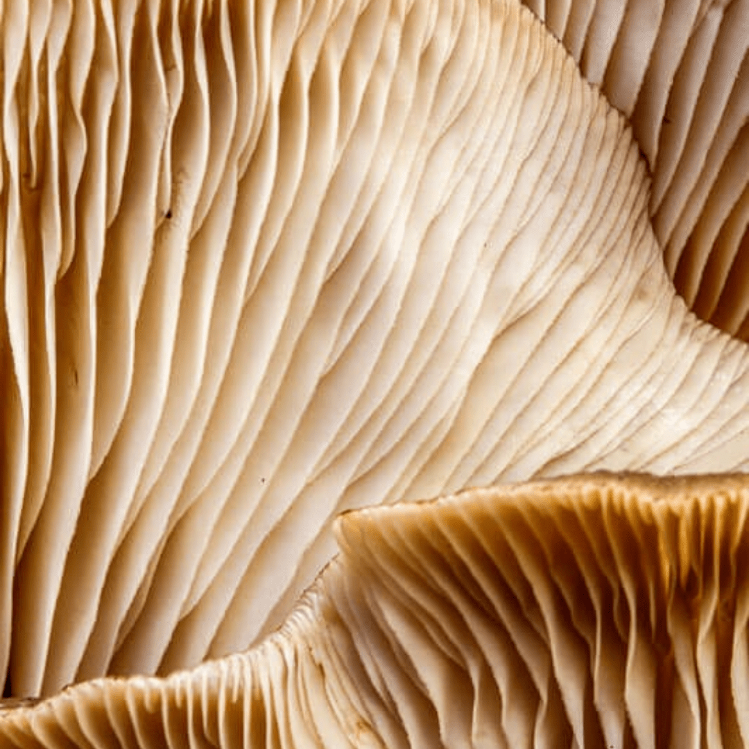 How Caring for Longevity Can Make You More Productive, Not Less