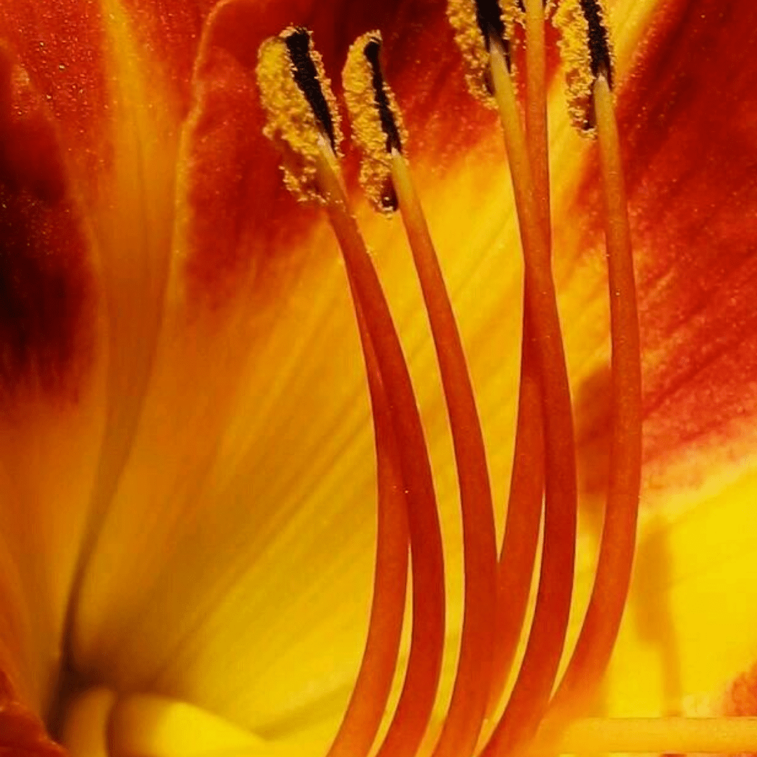 What We Actually Know About Natural Longevity Supplements