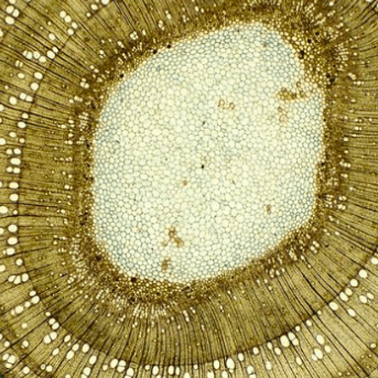 Keys for Playing the Game of Life Well