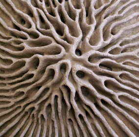 Functional & Naturopathic Medicine: NOW is the time to say, “ YES! I am ready!”