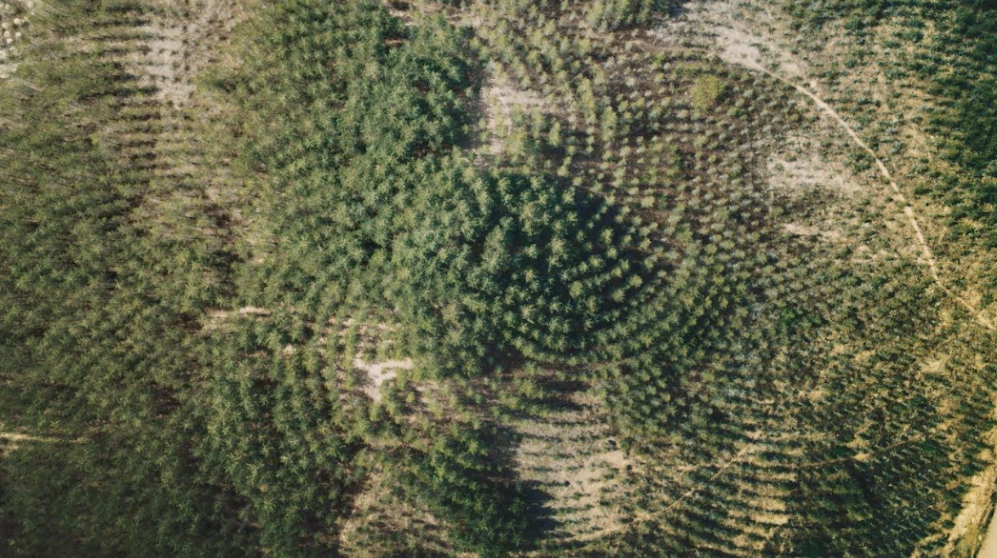 Tree Mountain: 11.000 Trees in Golden Ratio
