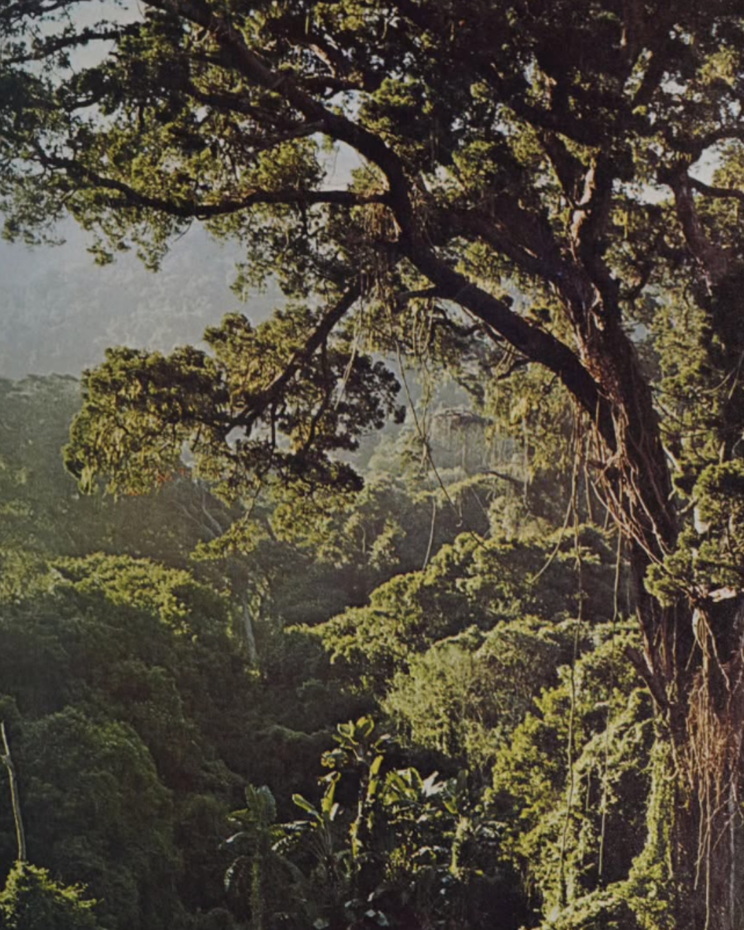 Why should we start our LongevityLife experience now?