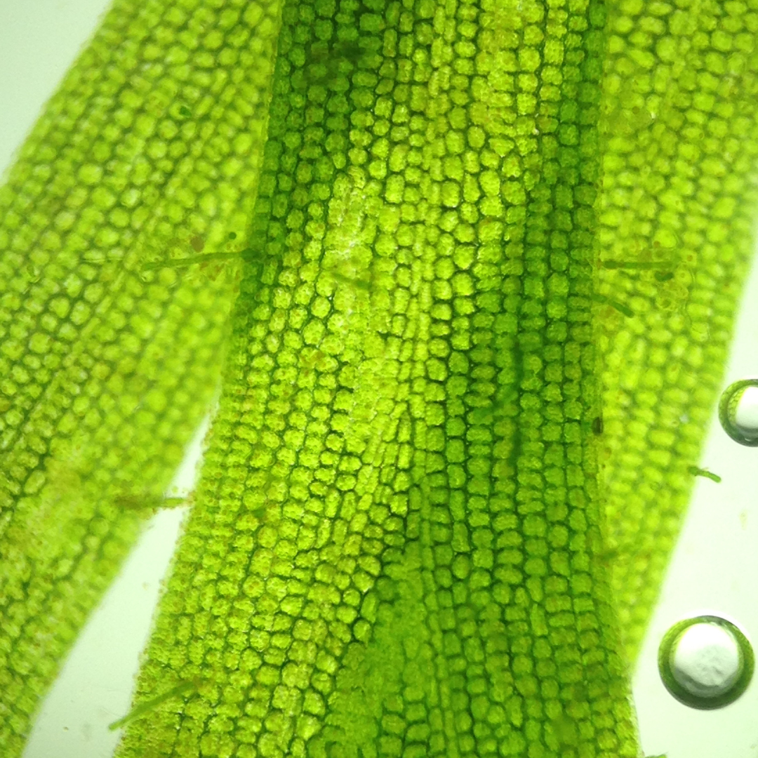 Are Microbiome Tests Accurate?