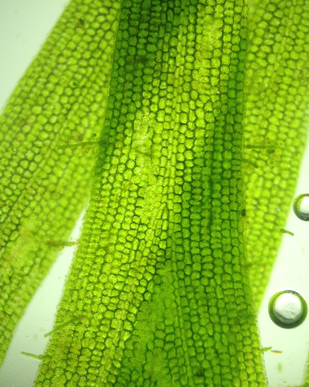 Are Microbiome Tests Accurate?