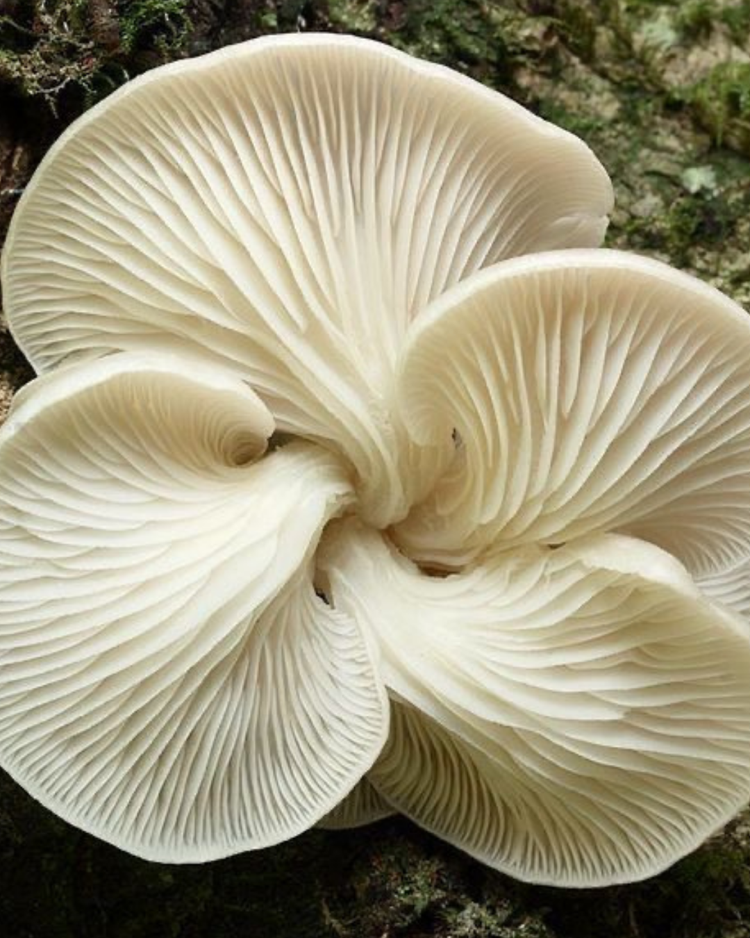 White mushrooms on stones
