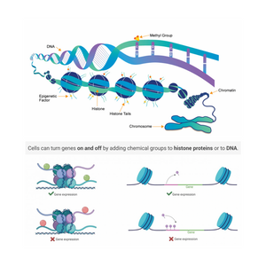 DNA & Bioage - Epigenetic Test