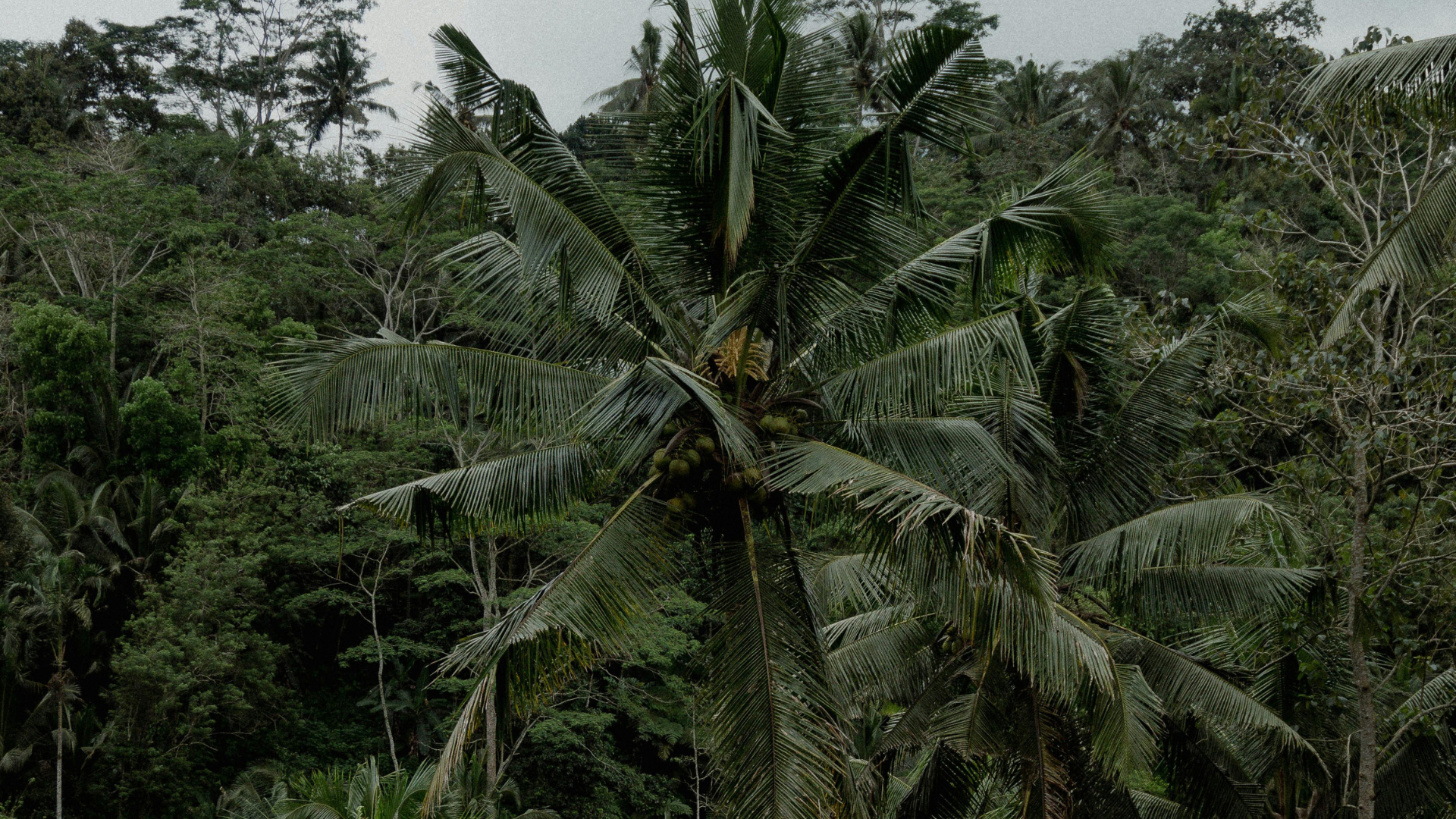 A tall coconut palm tree with ripe coconuts clustered near its top stands amidst dense, lush green foliage in a rainforest setting. The overcast sky adds a muted tone to the verdant landscape.