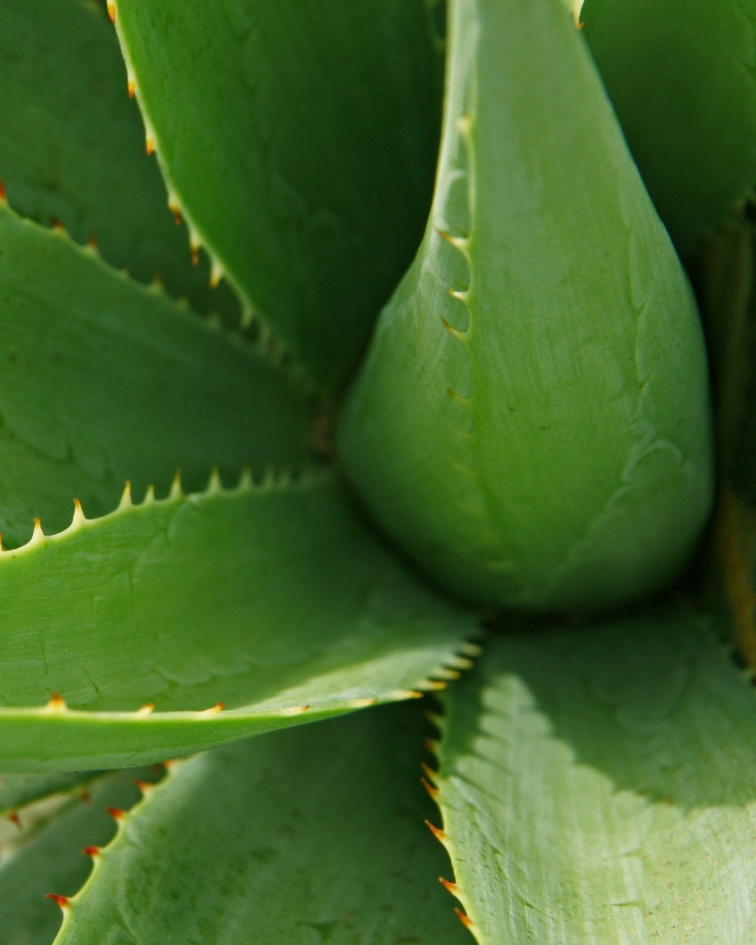 Detailed view of an aloe vera plant, highlighting its succulent leaves that are green and fleshy with serrated edges.