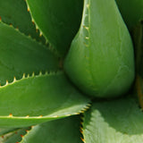 Detailed view of an aloe vera plant, highlighting its succulent leaves that are green and fleshy with serrated edges.