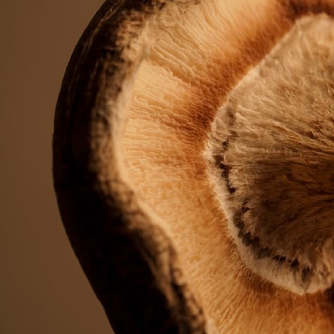 Detailed close-up of a mushroom set against a rich brown background, showcasing its unique features.