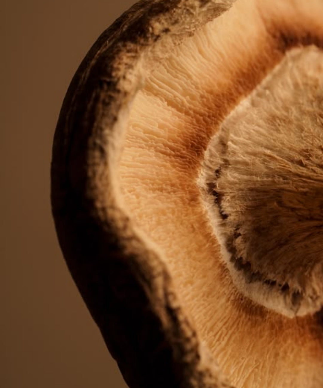 Detailed close-up of a mushroom set against a rich brown background, showcasing its unique features.