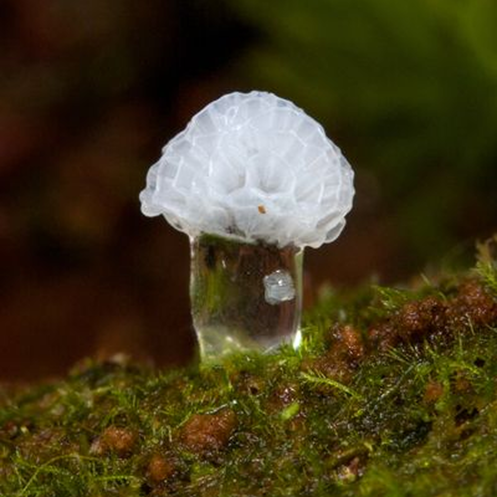 Close-up view of a small white mushroom atop vibrant green moss, showcasing the delicate structure of both organisms.