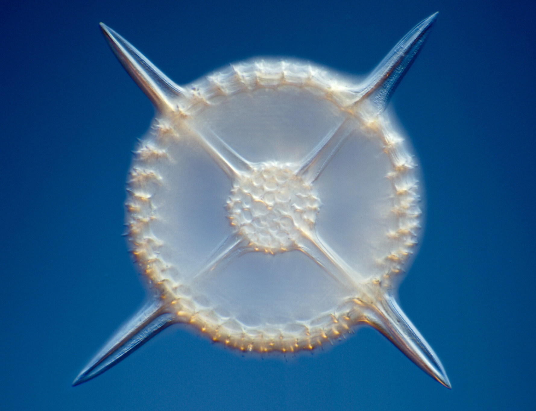 Detailed close-up of a microorganism, revealing its fine features.