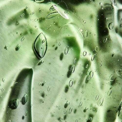Green leaf with water droplets on a blurred background used in longevity life