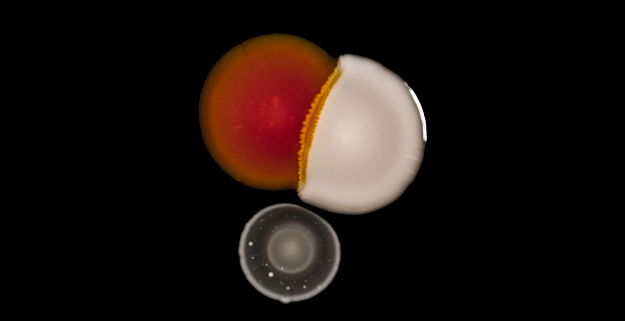 A close up of a microorganism showing beautiful and radiant orange and white colours.