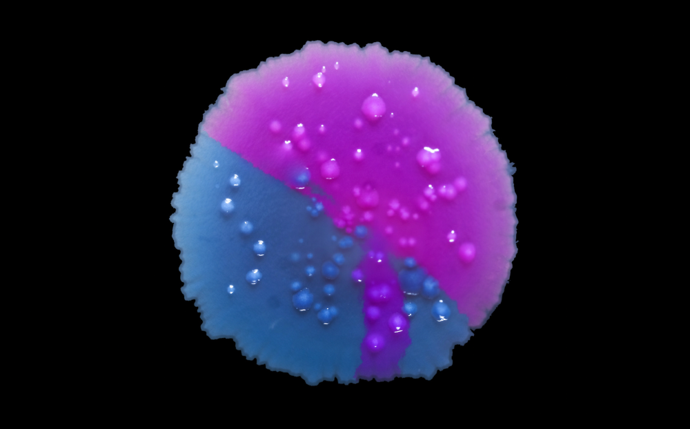 A pink and blue close up of a microorganism.