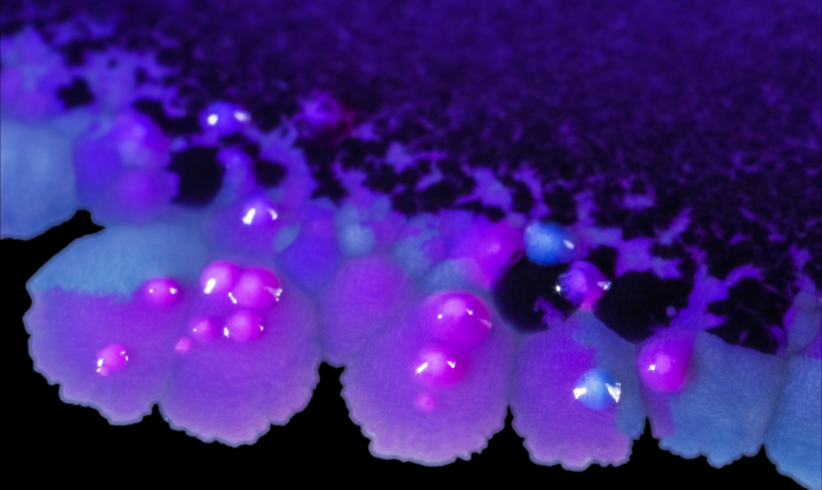 Detailed view of a purple and black microorganisms, highlighting its unique design and color interplay.