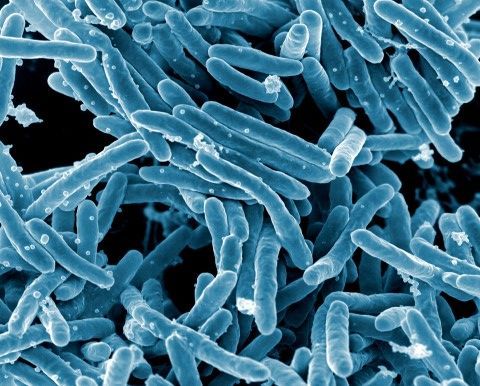 A microscopic view of various bacteria, showcasing their diverse shapes and sizes in a colorful background.