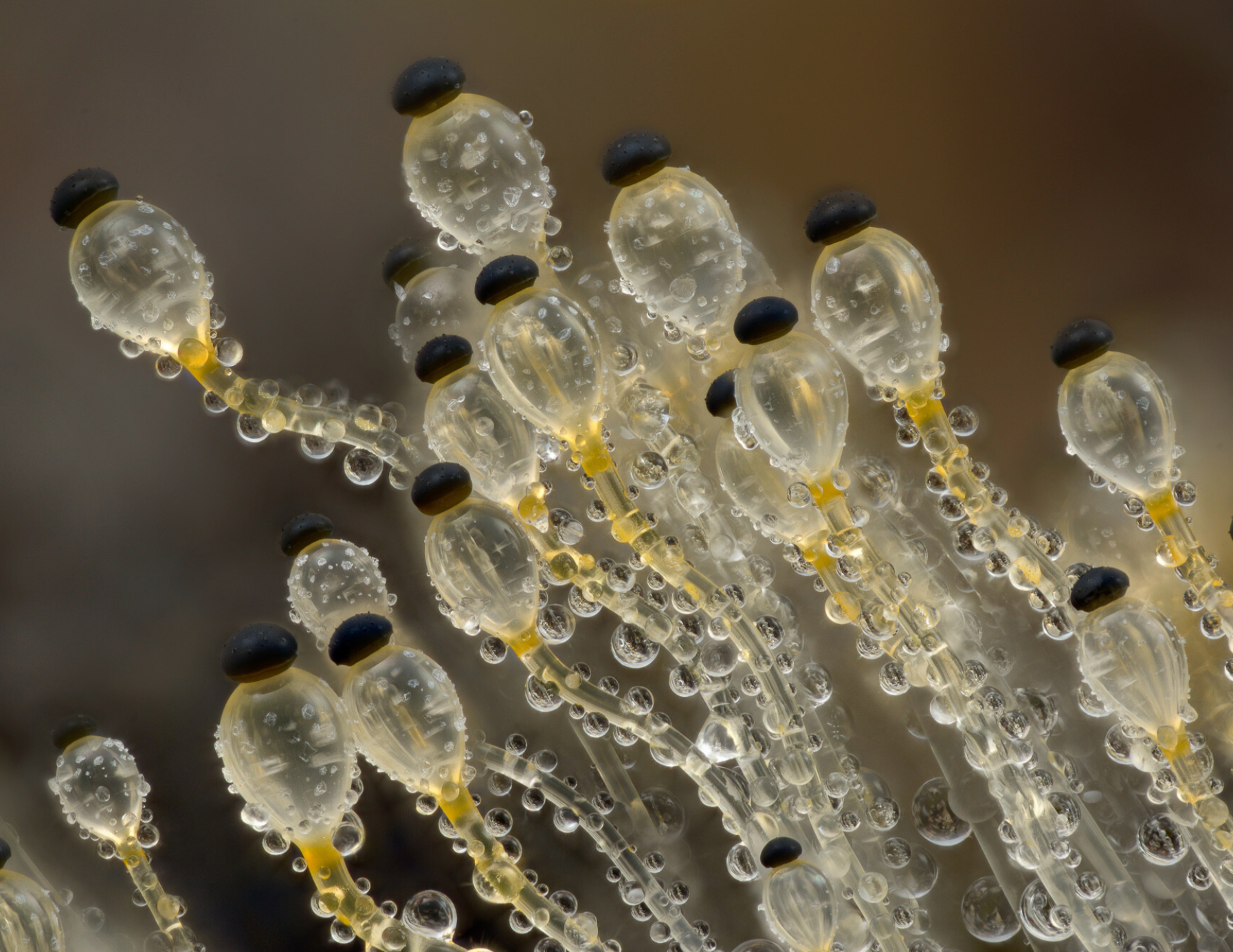 A detailed view of multiple microorganisms.