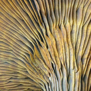 Mushroom gill surface with intricate patterns.