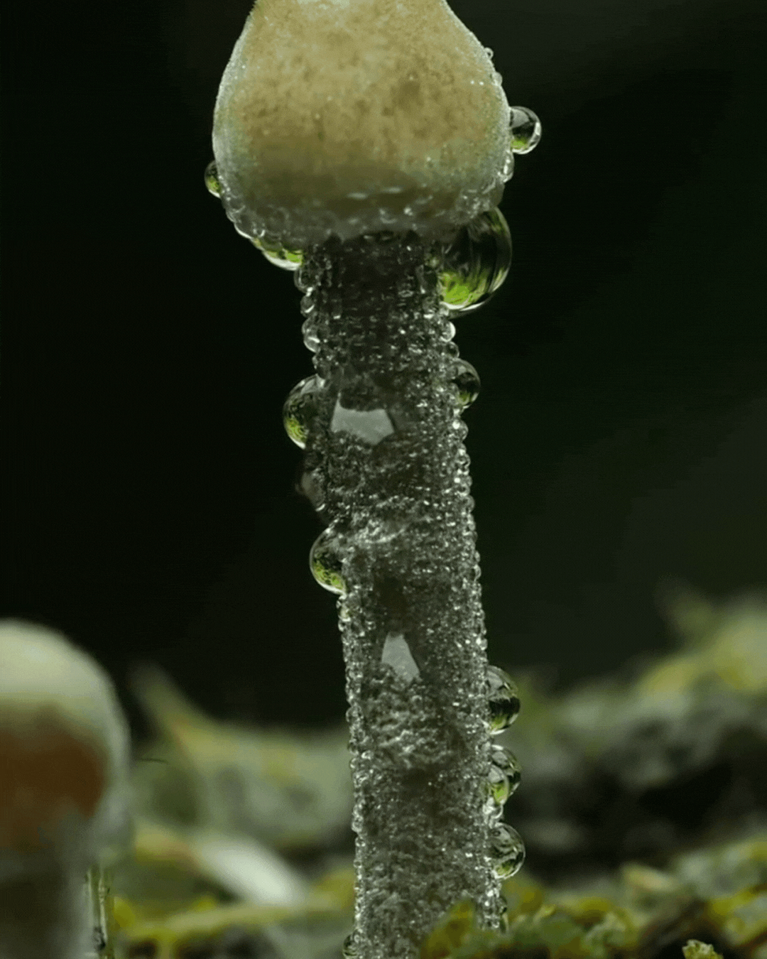 Gif of a mushroom growing 
